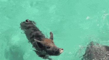 不会选猪肉?教你5个小技巧,一眼辨别“真假猪肉”