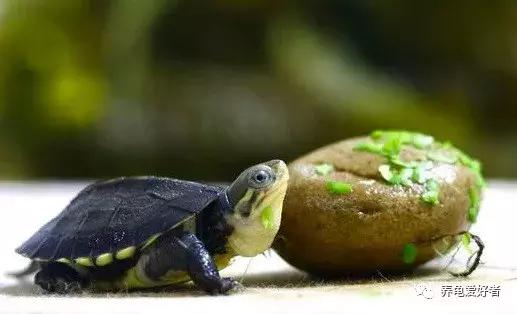 喂龟食物推荐,幼龟可以吃什么人类的食物