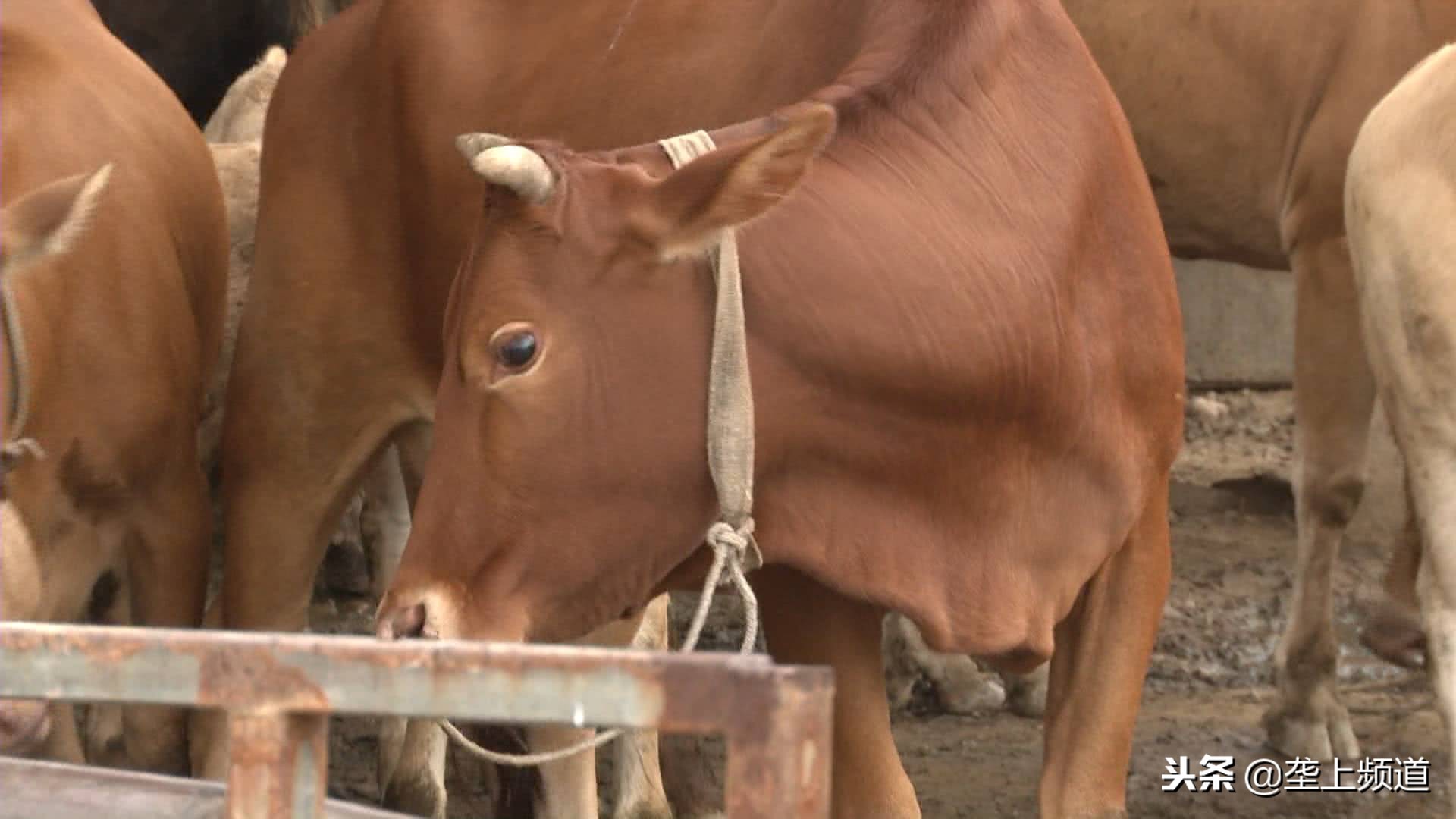 兵哥哥家禽养殖,兵哥哥教你养猪