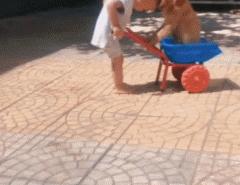 谁说怀孕要送走狗狗？如今狗狗成了孩子专属保镖啦