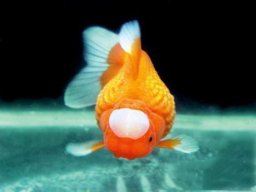 金鱼饲养难度排名,养金鱼的注意事项和饲养方法图片