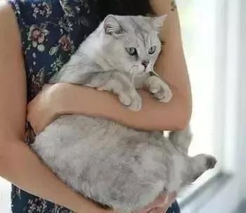 猫咪怎样才会放下戒备,猫咪应该怎样抱才不会乱跑