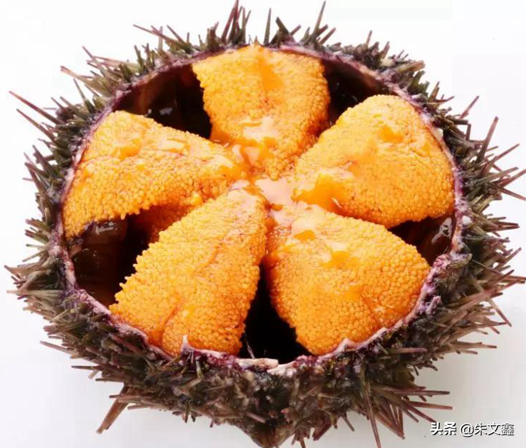 獐子岛海鲜品质是全国最好吗,獐子岛海鲜有什么