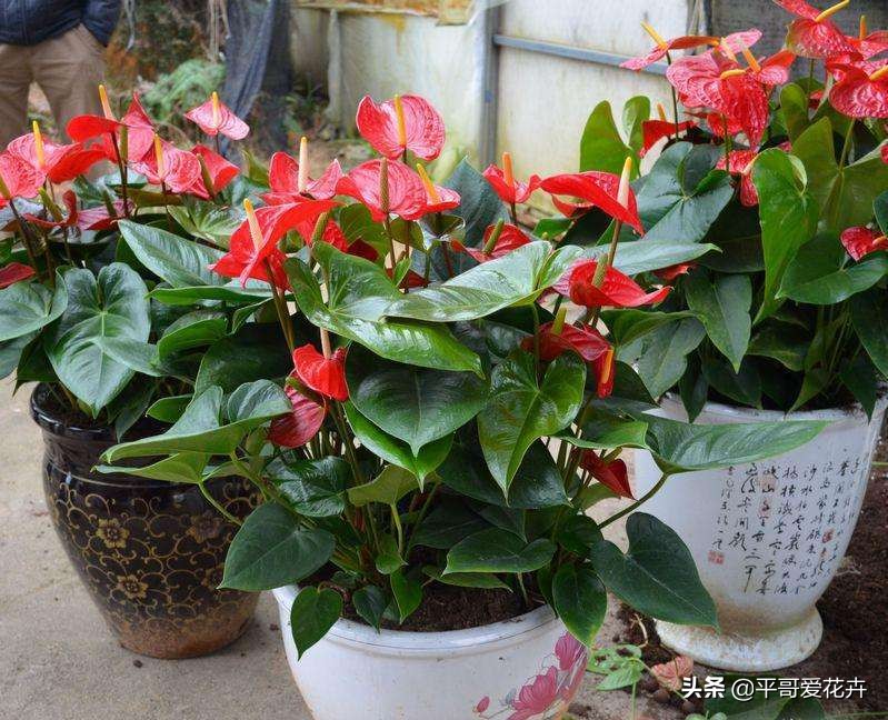 红掌叶发黑怎么治,红掌叶片黑枯怎么办