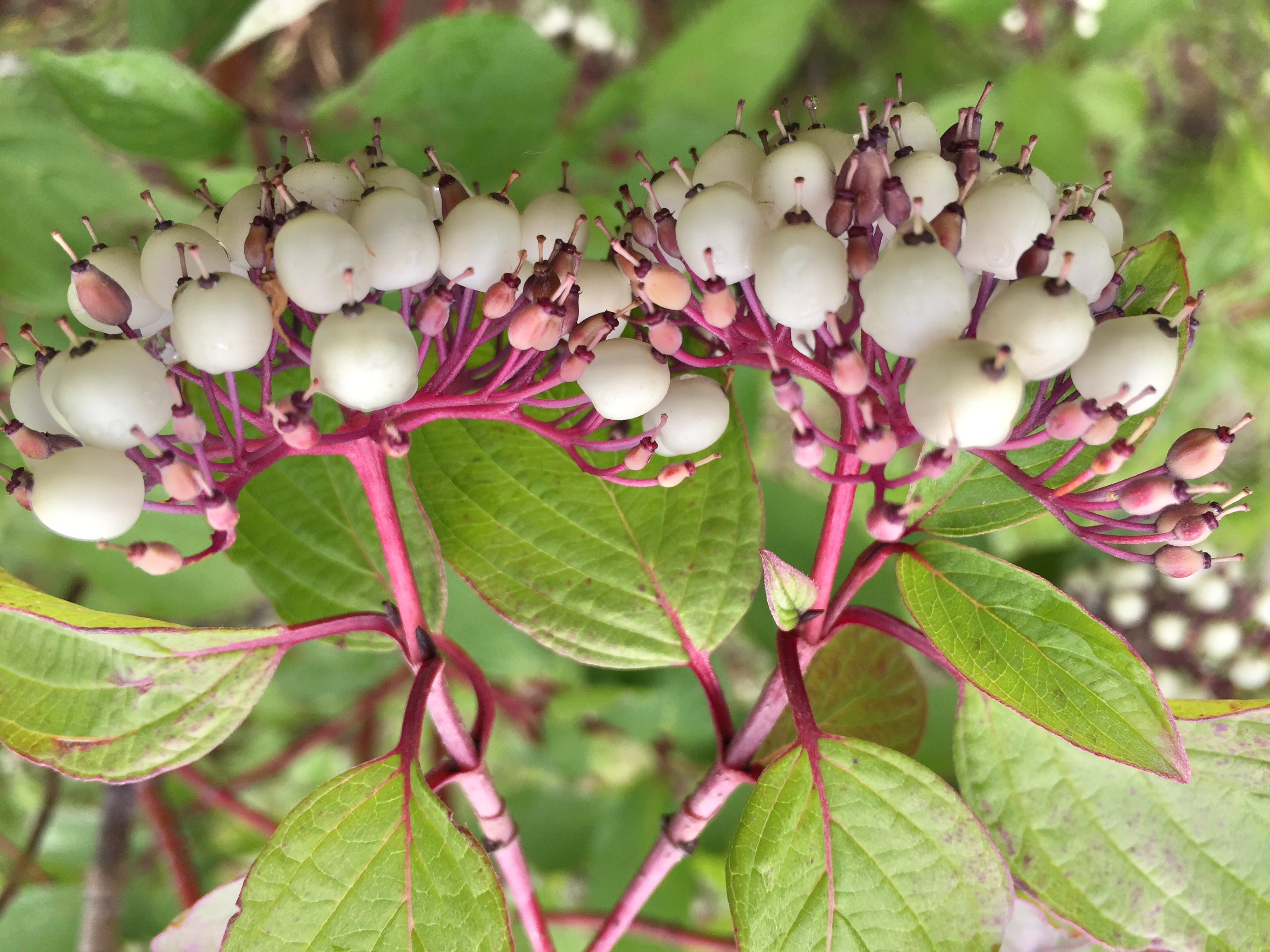 理想的生物柴油原料油料树种—植物非试管高效快繁技术快繁红瑞木