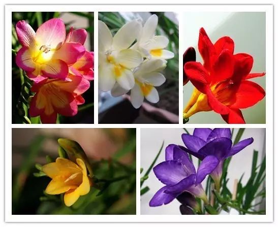 北方喜阴的室内植物花卉有哪些,喜阴耐寒的室外花卉植物有哪些