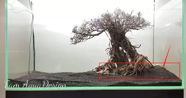 莫斯树到底好不好,莫斯树是什么