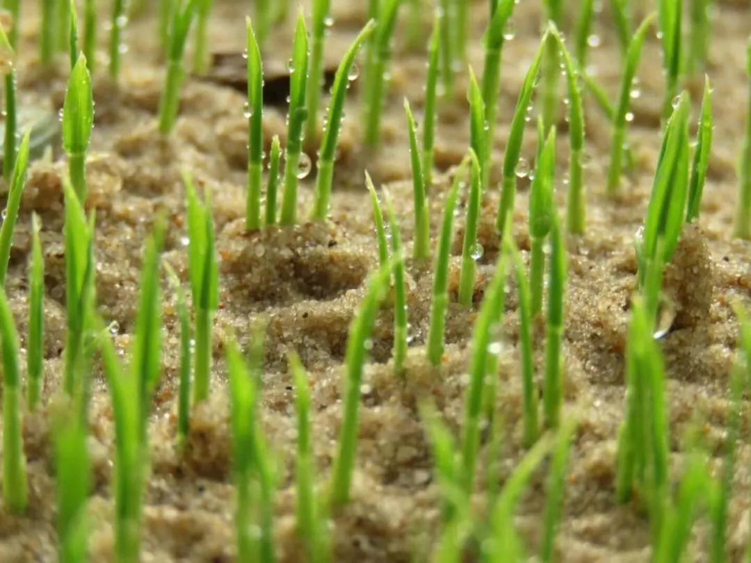 他远离污染，耗时6年扎根纯净沙漠种大米，值得吗？