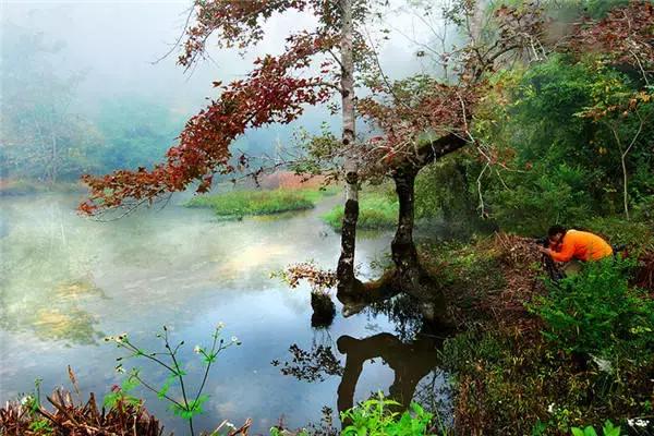 南雄最美银杏,广东美丽的银杏图片