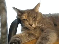 福懋宠物医院最新视频,宠物医院福懋