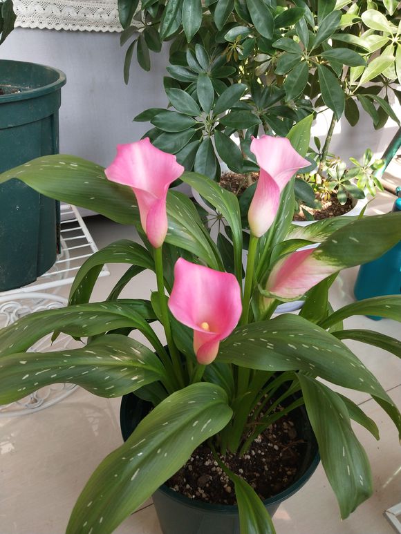 马蹄莲的养法和注意事项,马蹄莲养护方法和注意事项