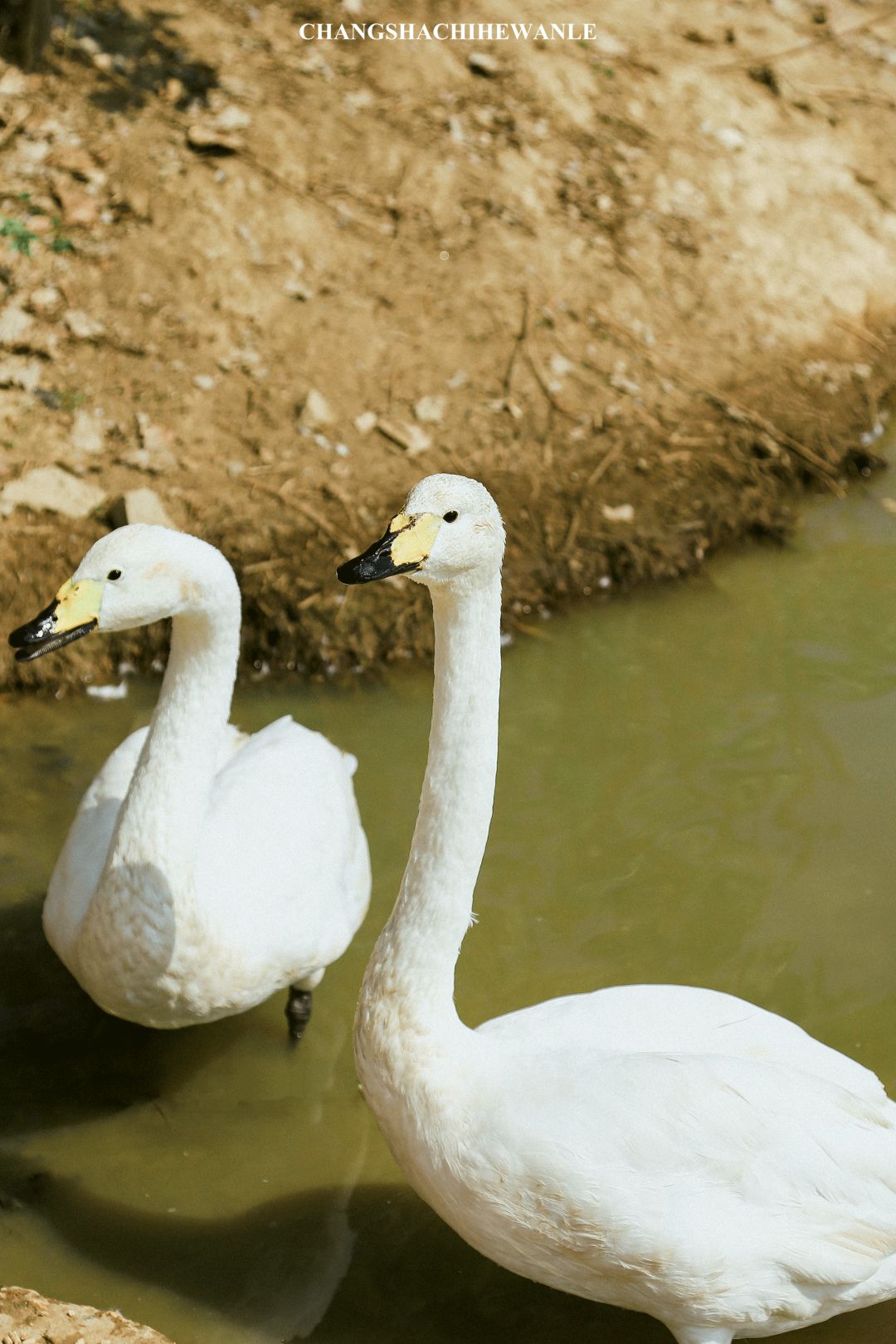 秋天的沙湖美不胜收,洋沙湖旅游