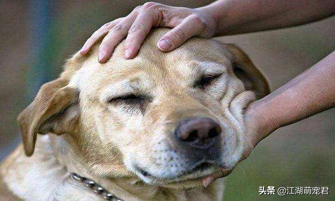 惹狗狗生气了用罐头哄,惹狗狗应激怎么哄好它