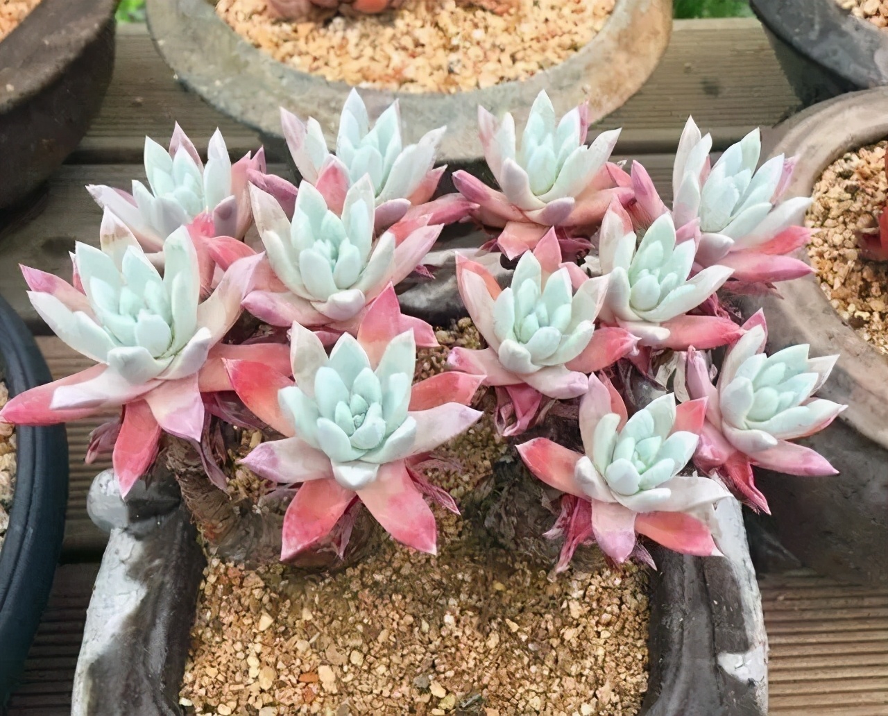 多肉美杜莎精品,多肉美杜莎多少钱一斤