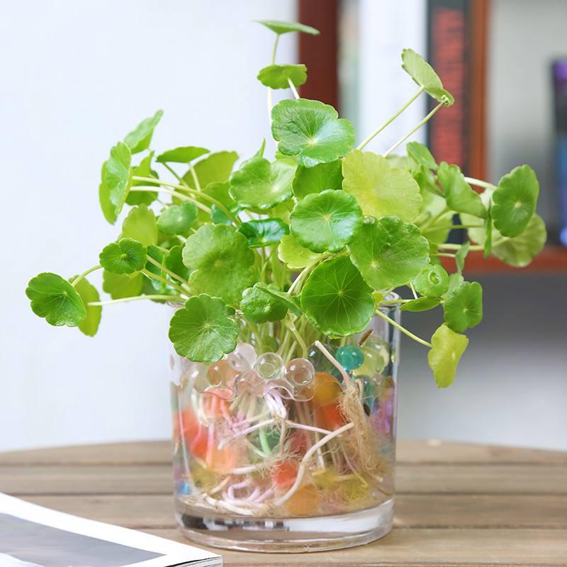 养花水臭怎么办,养花臭水烂根