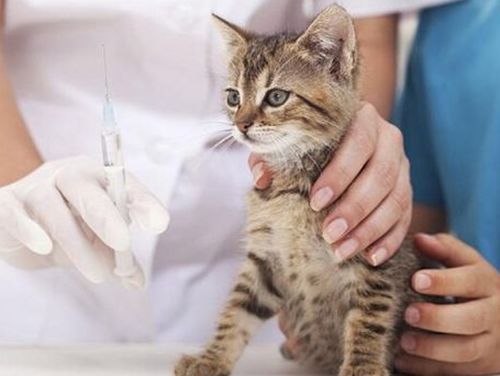 猫三联预防流程,猫三联注意事项和免疫流程