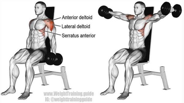 胸肩背臂腿腹训练动作,腰臀肌肉训练方法