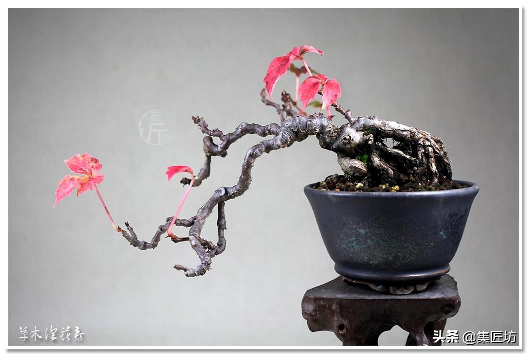 盆景入门技巧与秘籍,盆景造型基本原则