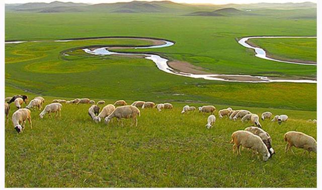 回民手抓羊肉做法最正宗的做法,回族宁夏手抓羊肉的正确方法