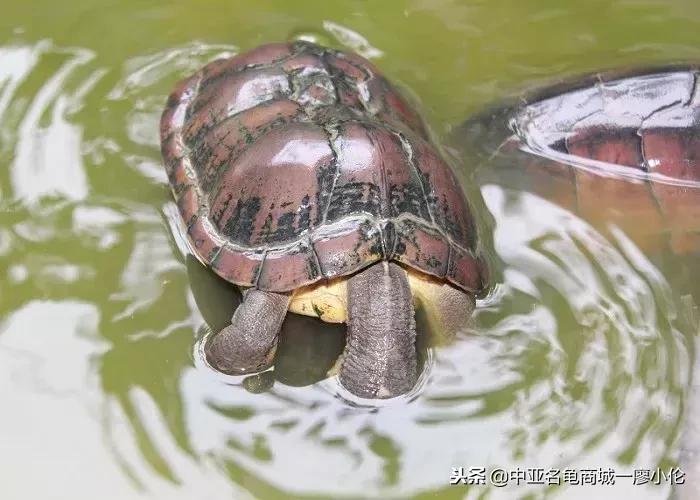 中国养殖市场,中国养殖的发展及现状