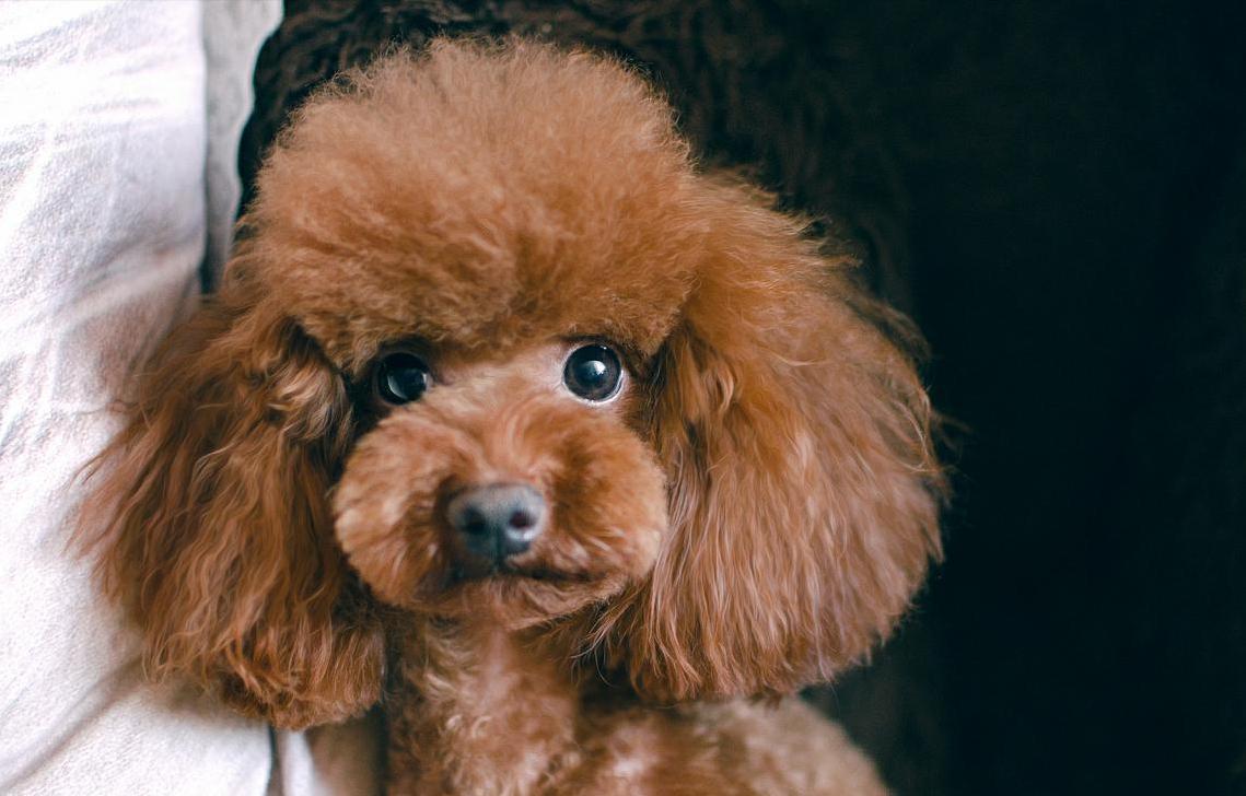 新手便宜好养活的狗有几种,十种便宜好养的小型宠物狗