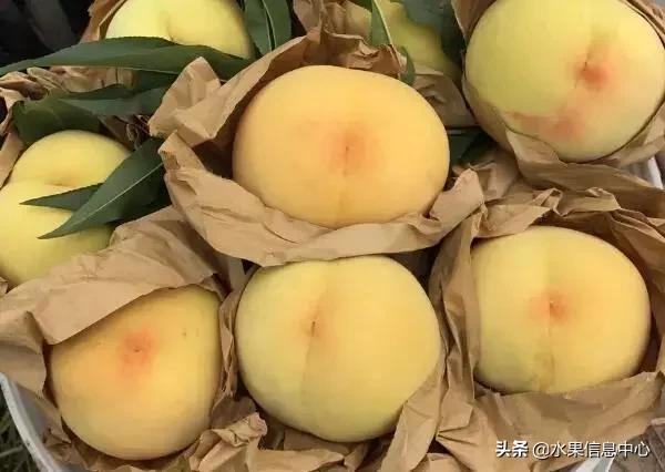 中国水果大全,中国水果大全图片和名字