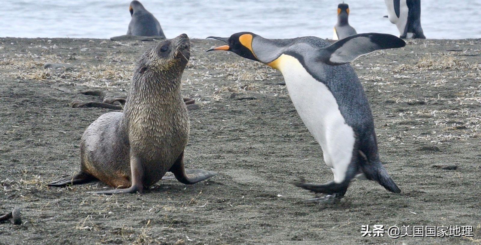 你见过的海豹都这么逗吗？！
