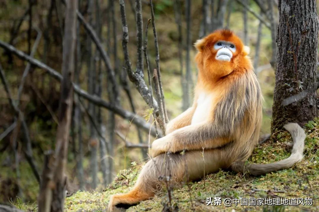 中国五大国家公园,中国十大私藏国家公园