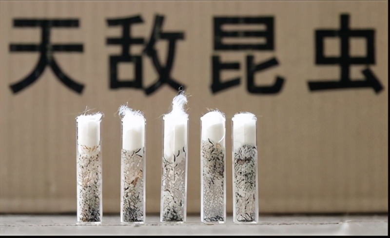 十大害虫的克星,常见害虫天敌