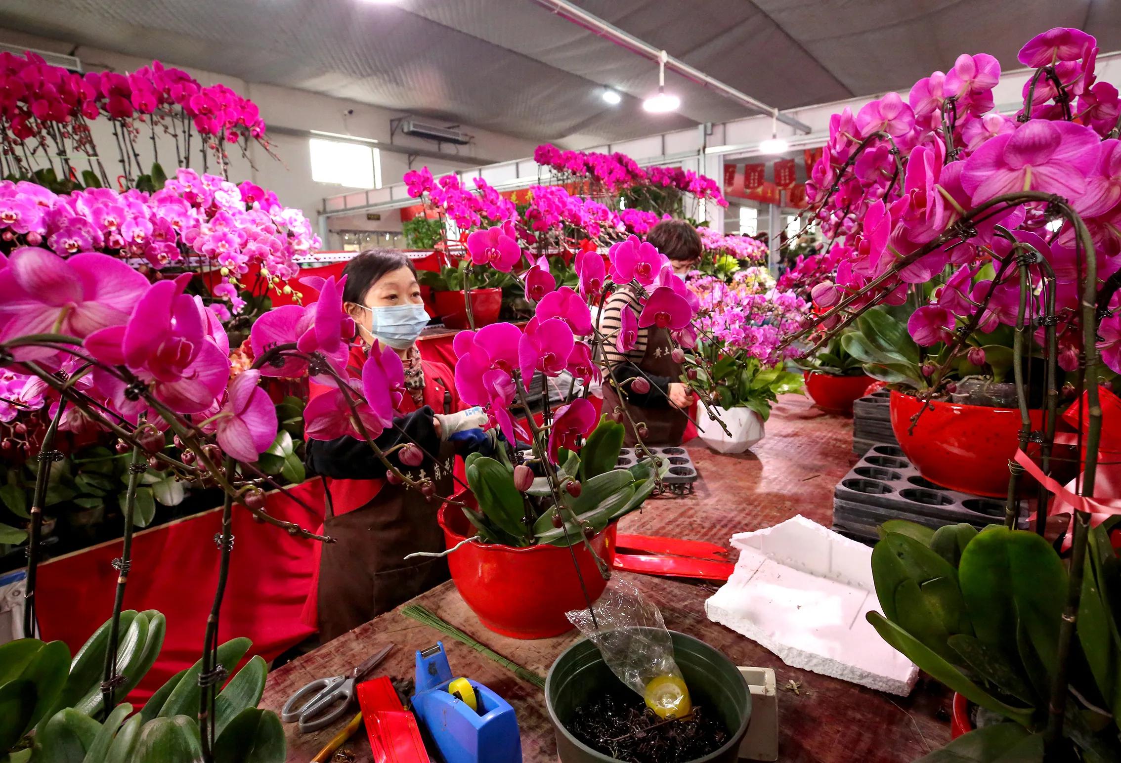 蝴蝶兰为什么是年宵花里最好卖的,蝴蝶兰和仙客来适合新手养殖么