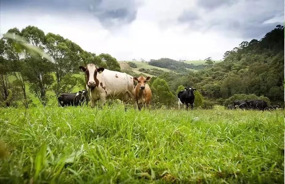 a2奶研究报告,关于a2奶粉的问题