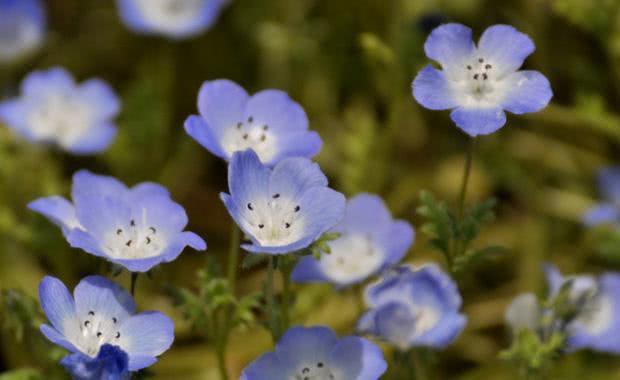 适合养老桩的菊花,适合室内养的小菊花