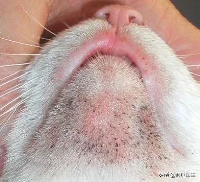 猫咪突然间长了很多黑头,猫咪长黑头是怎么回事