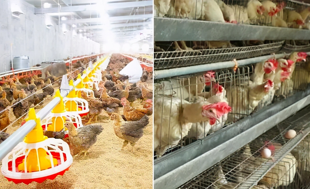 饲料将禁加哪些抗生素,饲料禁抗的抗生素包括哪些