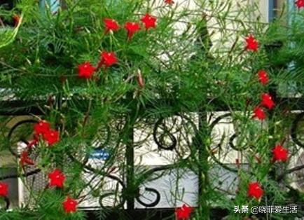 爬墙种植物大全,爬墙类绿植家种