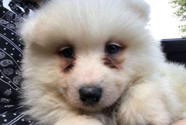 辟谣，爱宠泪痕重并非纯粹食物原因，主人需对症治疗五种特殊情况