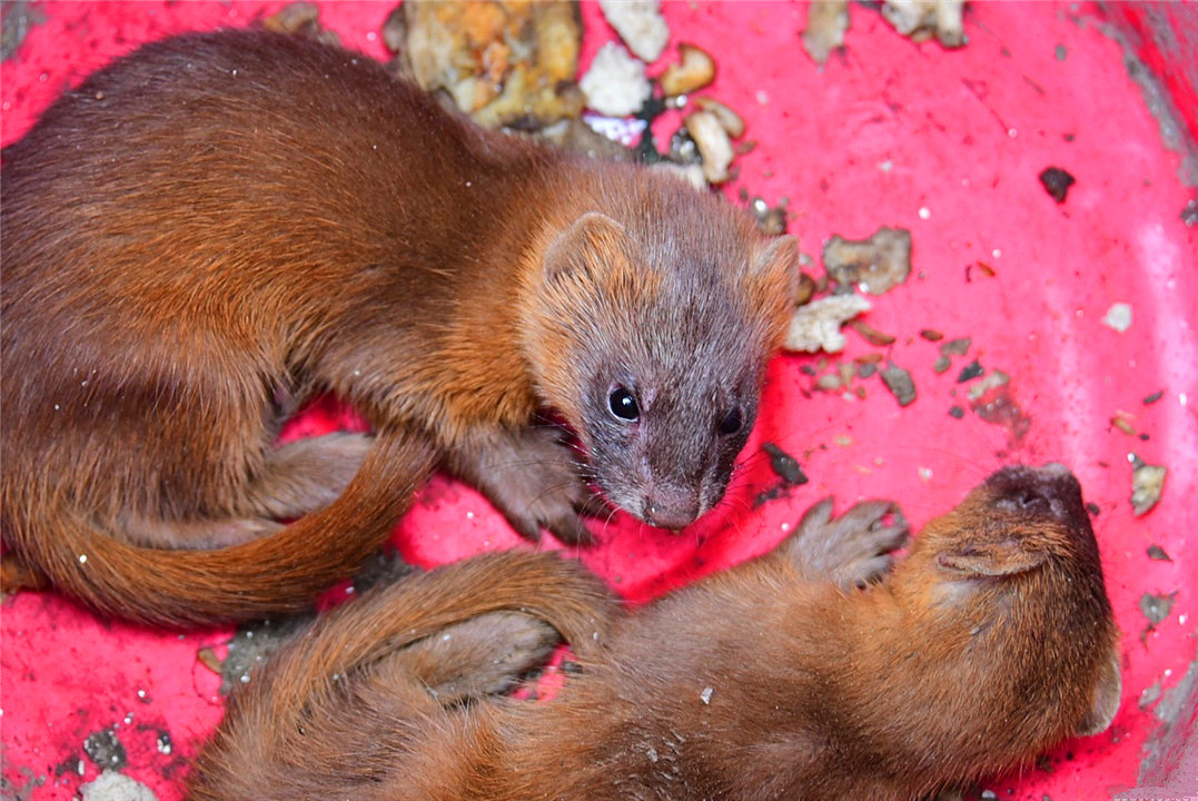 养殖户怎么防止黄鼠狼,黄鼠狼为什么不能大量养殖