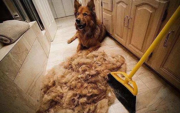 养狗狗除异味小妙招,家里养的狗毛怎么清理