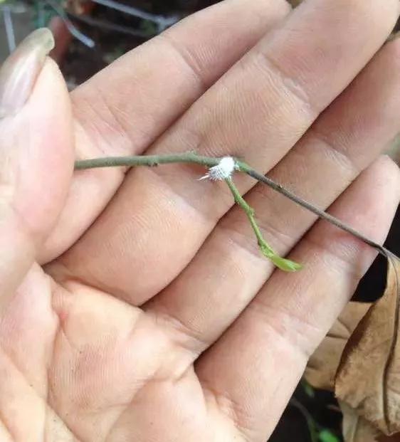 自制杀虫水多久浇一次,月季生虫自制杀虫水