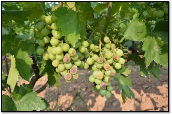 高温天气对葡萄出芽有什么影响,高温天气葡萄果粒发蔫正常吗