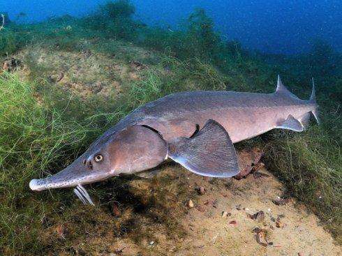 欧鳇是食肉鱼吗,欧洲鳇是欧洲最大淡水鱼吗