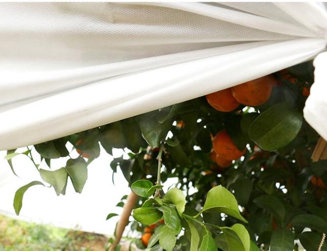 冬季露地草莓怎么防冻,冬天草莓怎样防寒