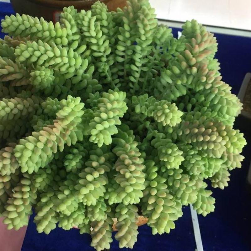 垂吊碧玉莲,串玉挂坠