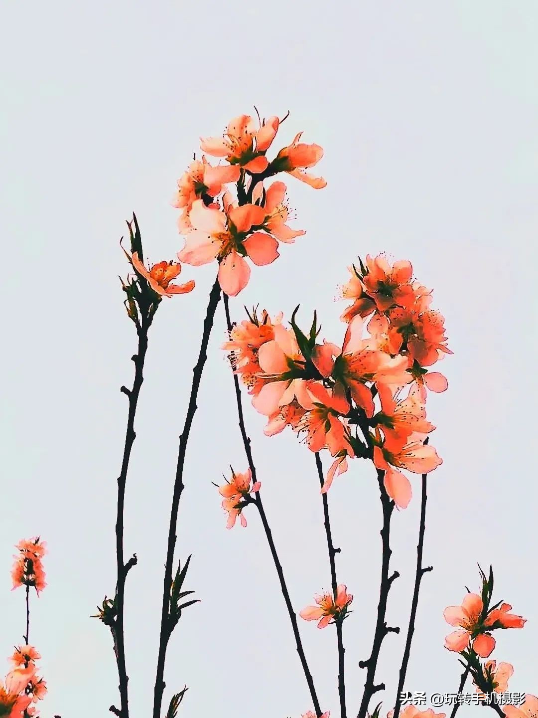 曲线如何调色详解教程,曲线调色技巧和方法