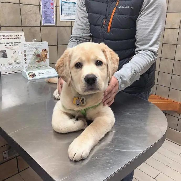 养狗值得吗知乎,新手养狗不建议养吗知乎