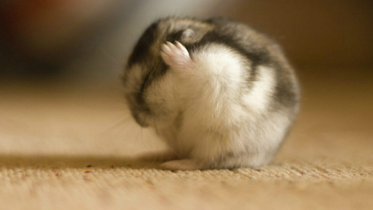 新手养仓鼠应该养什么品种的侏儒,新手养仓鼠养什么品种的好