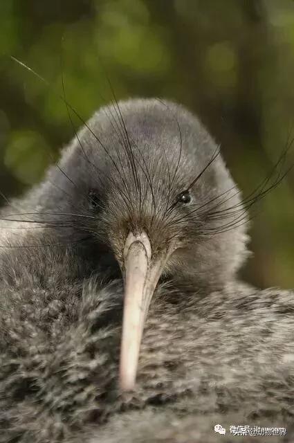 奇异鸟的样子,奇异鸟在哪里
