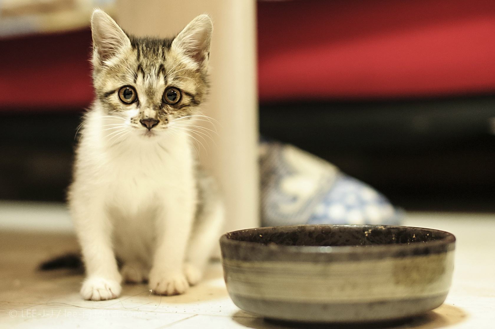 狗可以吃牛磺酸猫粮不,狗吃猫粮牛磺酸中毒