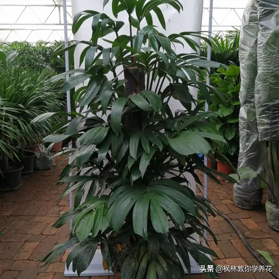 冬季常见花卉有哪些品种,无需刻意养护的花卉品种