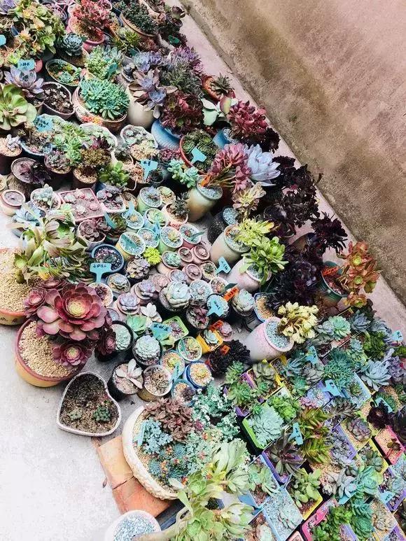 小伙直播卖樱桃挣百万,山东小伙直播卖货